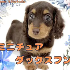 【 ミニチュアダックスフント 】警戒心ゼロの穏やかダッちゃんが北戸田に登場!