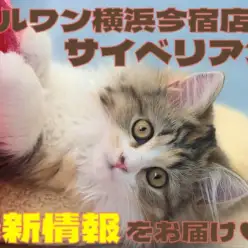 【 サイベリアン 】マルワン横浜今宿店のおっとり代表の美少女！最新情報をお届け！