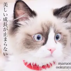 【 ラグドール 】美しく成長中の育てやすさ満点なスーパーキャット!