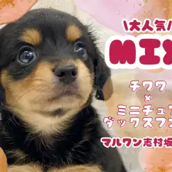 【 MIX 】チワックスの女の子！甘え方をすでにマスターしたドワーフプリンセス！