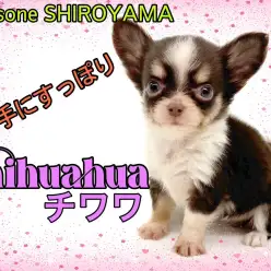 【 チワワ 】1年に1度の逸材!可愛すぎるチョコタン&ホワイトの小さな女の子