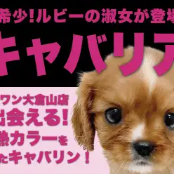 【 キャバリア 】超希少！ルビーカラーを身にまとったフレンドリープリンセス！