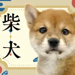 【 柴犬 】まさに大和撫子！和犬で人気No.1の柴ちゃんが志村坂下店に登場！
