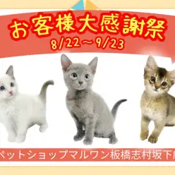 【 お知らせ 】お客様大感謝祭開催！マルワン板橋志村坂下店のネコちゃんをご紹介！