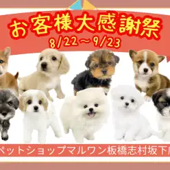 【 お知らせ 】お客様大感謝祭開催！マルワン板橋志村坂下店のワンちゃんをご紹介！