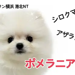 【 ポメラニアン 】シロクマ?アザラシ?爆毛クリームポメちゃんが仲間入り!