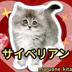 【 サイベリアン 】ハリウッド級の美しさを誇る穏やかな甘えん坊にゃんこ入店！