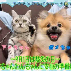 【 大事な家族の備え 】9月1日は防災の日!ペットの防災用品の備え方とは?