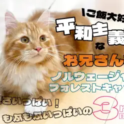 【 ノルウェージャン 】子どもにも犬猫にも優しい包容力溢れる人好き全開癒し猫