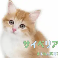 【 サイベリアン 】息をのむほどに美しいお顔の男の子は超甘えん坊な癒し系！