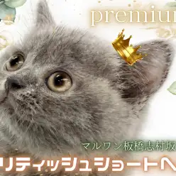 【 ブリティッシュショートヘア 】両親はチャンピオン！完璧なルックスで皆が虜に！