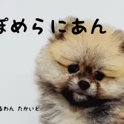 【 ポメラニアン 】これぞタヌキ顔！とっても可愛い個性派ポメラニアン登場！！