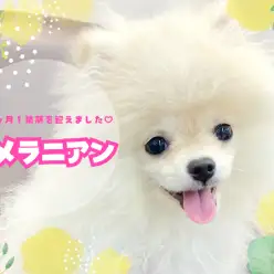 【 ポメラニアン 】猿期を迎えた志村坂下店のポメちゃん！貴重な姿をご覧あれ！
