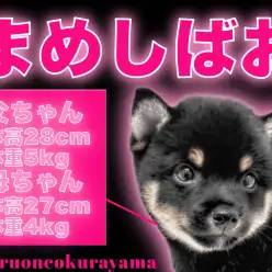 【 豆柴 】元気いっぱいエネルギッシュなイケメン!漆黒ブラックの黒豆柴!