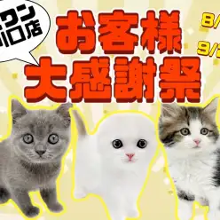 【 お客様大感謝祭スタート! 】東川口店に在店しているネコちゃん達をご紹介!