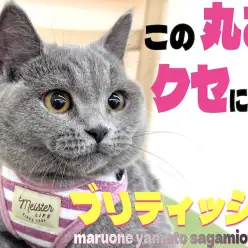 【 ブリティッシュ 】ずっと一緒に居たくなる！むっちりボディに詰まった可愛らしさ