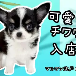 【 チワワ 】勝手にプレミアム認定!美しいブラックタン&ホワイトの王子様が登場!