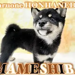 【 豆柴 】お店に来て3週間！環境慣れ抜群の丸くて小柄な麻呂眉プリンセス！