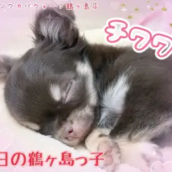 【 今日の鶴ヶ島っ子  】 可愛いチワワちゃんのご紹介！