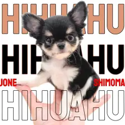 【 チワワ 】甘えん坊担当はお任せあれ!優しく寄り添う懐っこい小さめな女の子!