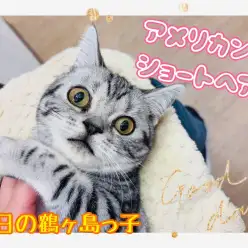 【 今日の鶴ヶ島っ子 】甘え上手のアメちゃんのご紹介!