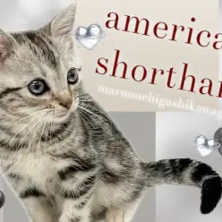 【 アメリカンショートヘア 】誰もが知る人気者！美しい模様に惚れ惚れする人続出！