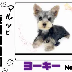 【 マルっと東川口日和No.59 】カットされて更に可愛くなったヨーキーちゃん！