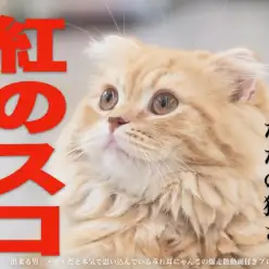 【 スコティッシュフォールド 】お散歩できない猫はただの猫さ。