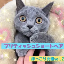 【 ほっこり北通vol.203 】遊ぶのが大好きなわんぱくブリティッシュくん