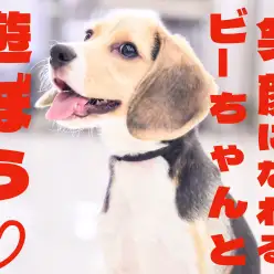【 ビーグル 】美しさとパワフルさてんこもり!笑顔マシマシで成長中!