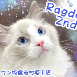 【 ラグドール 】店内散歩が大好きなラグドールくん！生後6ヶ月を迎え美しさ倍増！