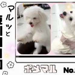 【 マルっと東川口日和No.63 】ポメマルちゃんが幼稚園で遊んできました!