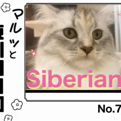 【 マルっと東川口日和No.71 】プレイルームにお引越ししたサイベちゃん!