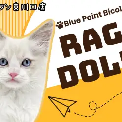 【 ラグドール 】人慣れ抜群!美しさを極めたラグちゃんが仲間入り!