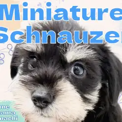 【 ミニチュアシュナウザー 】可愛い賢いおひげわんこが横浜元町店に登場です!