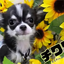 【 チワワ 】性格良し!ビジュアル良し!多頭飼いにもお勧めなフレンドリードッグ!