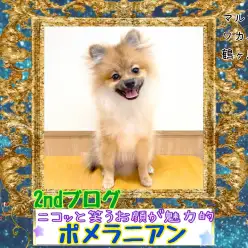 【 ポメラニアン 】ニコッと笑うお顔がとっても魅力的なポメちゃん2ndブログ