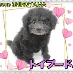 【 トイ・プードル 】希少性の高いシルバーカラー!元気いっぱいの女の子