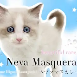 【 ネヴァマスカレード 】見逃し厳禁！唯一無二の激レアキャットが東川口店初登場！