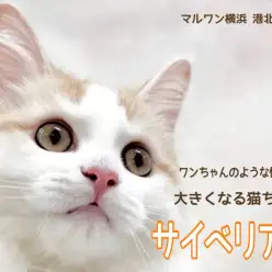 【 サイベリアン 】お友だち大好き！ワンちゃんのように人懐こく成長中！