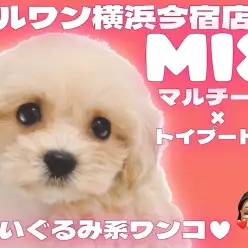 【 MIX マルプー 】マルチーズとトイプードルのMIX！目ヂカラ最強の女の子！