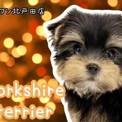 【 ヨークシャーテリア 】初心者さんにもおすすめ！愛らしさ満点の女の子登場！