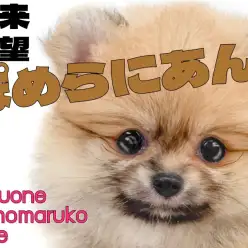 【 ポメラニアン 】温和な性格が魅力的なオレンジセーブルのたぬきポメの女の子