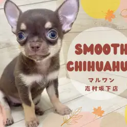 【 チワワ 】スムースコートのチョコタンチワワがマルワン志村坂下店に仲間入り!