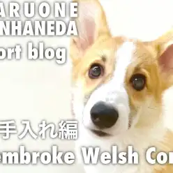 【 コーギー 】本羽田店のおりコーギーの生活ル－ティーン・お手入れ編！