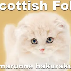 【 スコティッシュフォールド 】垂れ耳丸顔が愛らしいプレミアム認定の男の子!