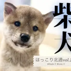 【 ほっこり北通vol.222 】こんにちは！ボク柴犬です！