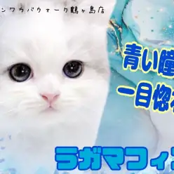 【 ラガマフィン 】食べるの大好き！遊ぶの大好き！可愛いお顔のラガちゃん