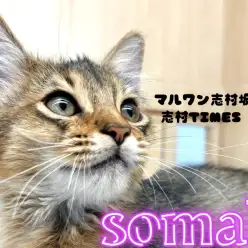 【 ソマリ 】モデルさんのようなスタイルと性格で皆を虜にしちゃうソマリくん