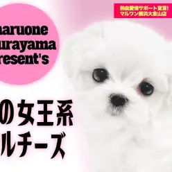 【 マルチーズ 】ホワイトコートを身にまとったアニメ顔の女の子！